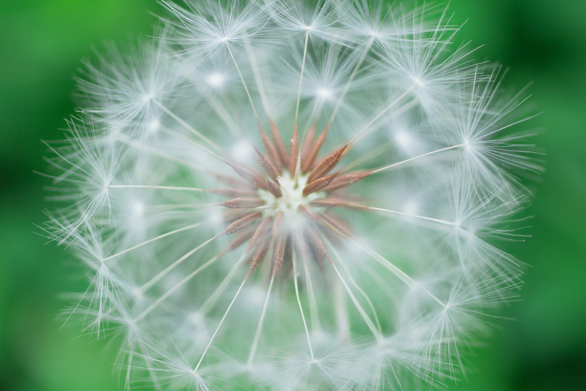 Canon EOS 60D + Canon EF 50mm F2.5 Macro sample photo. Dandelion photography