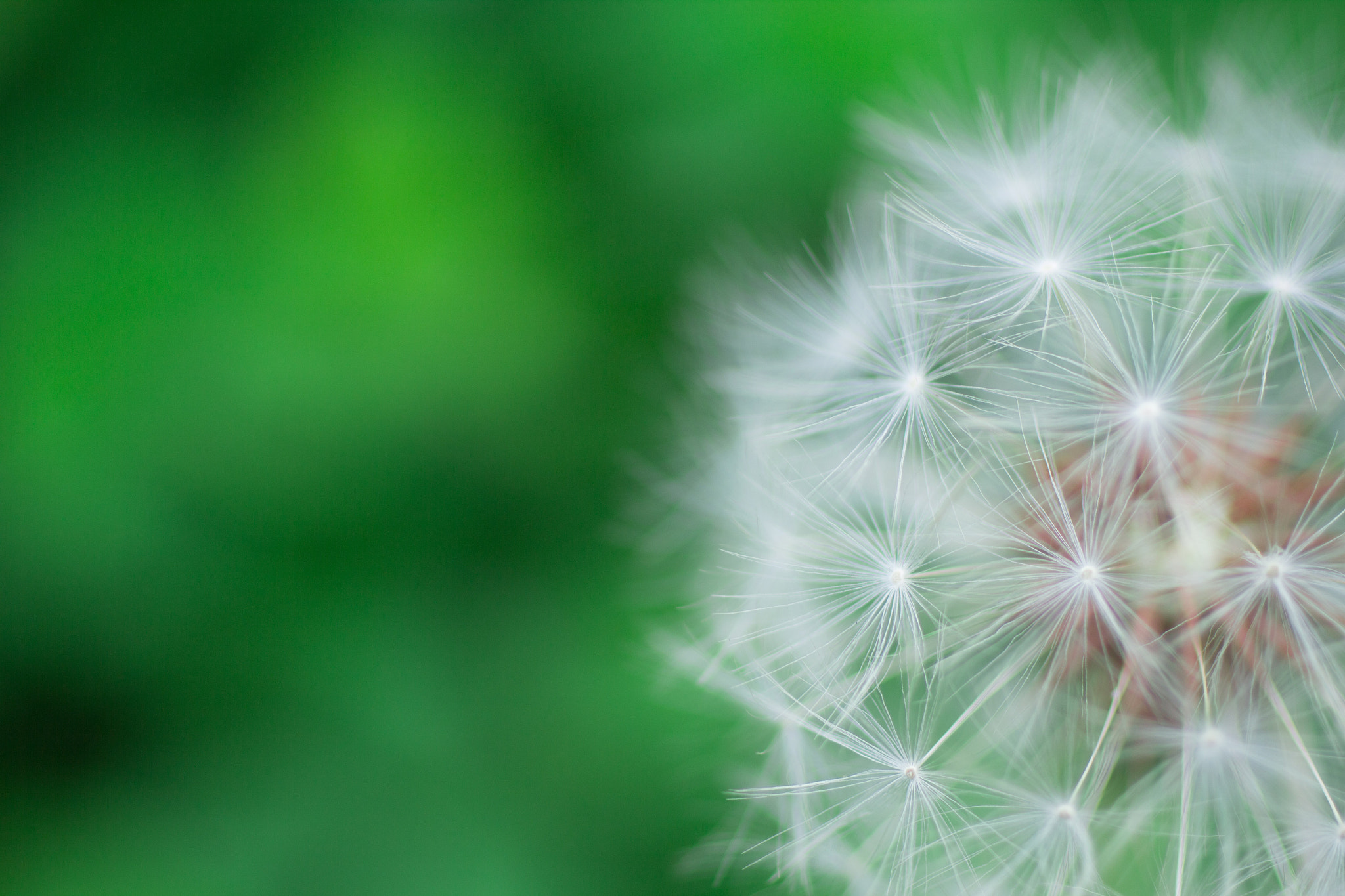 Canon EOS 60D + Canon EF 50mm F2.5 Macro sample photo. Dandelion photography