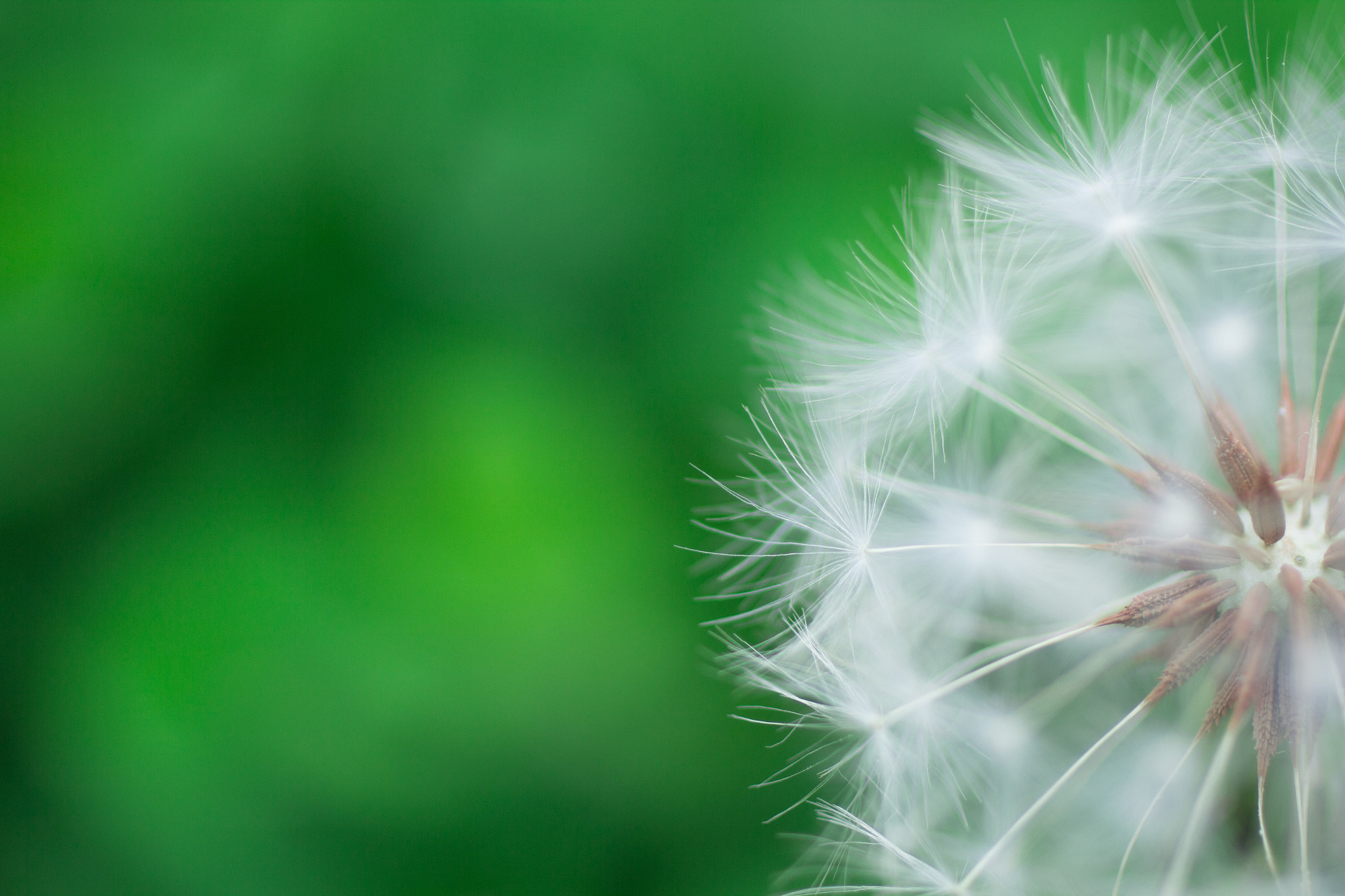 Canon EOS 60D + Canon EF 50mm F2.5 Macro sample photo. Dandelion photography