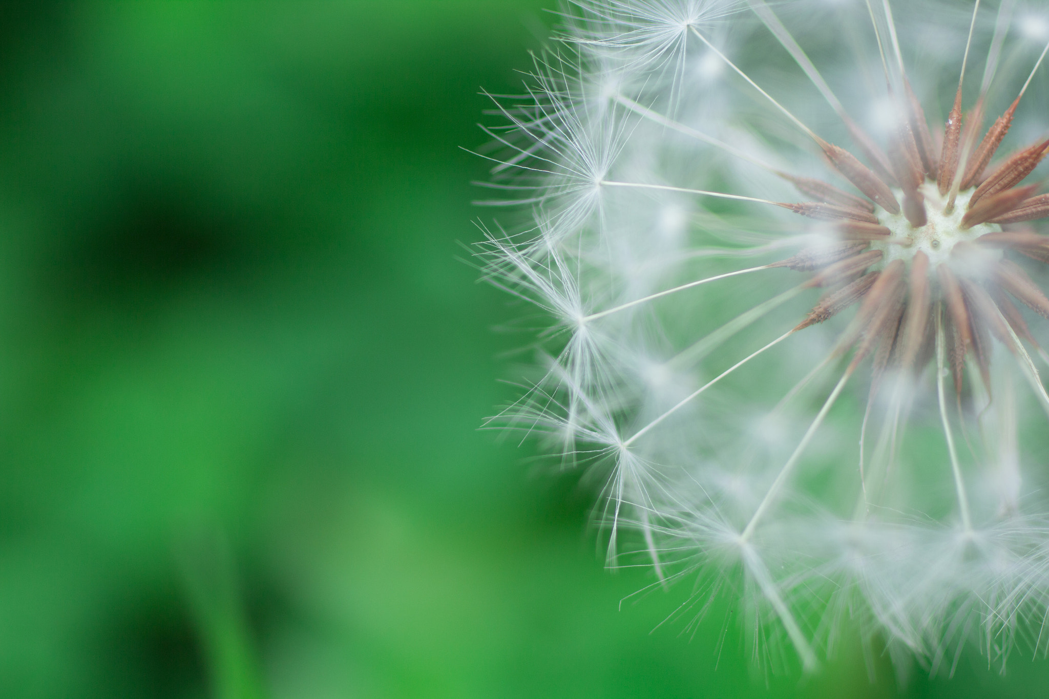 Canon EOS 60D + Canon EF 50mm F2.5 Macro sample photo. Dandelion photography