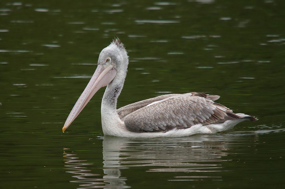 Sigma 150-500mm F5-6.3 DG OS HSM sample photo. Spot-billed pelican photography