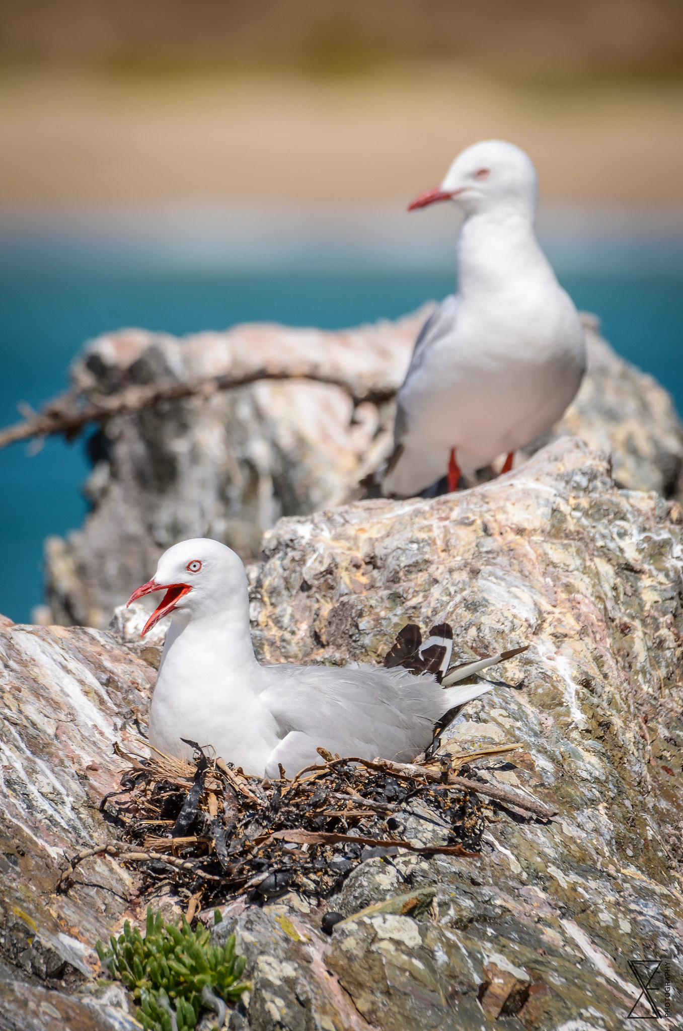Sigma 120-400mm F4.5-5.6 DG OS HSM sample photo. Nesting seagull photography