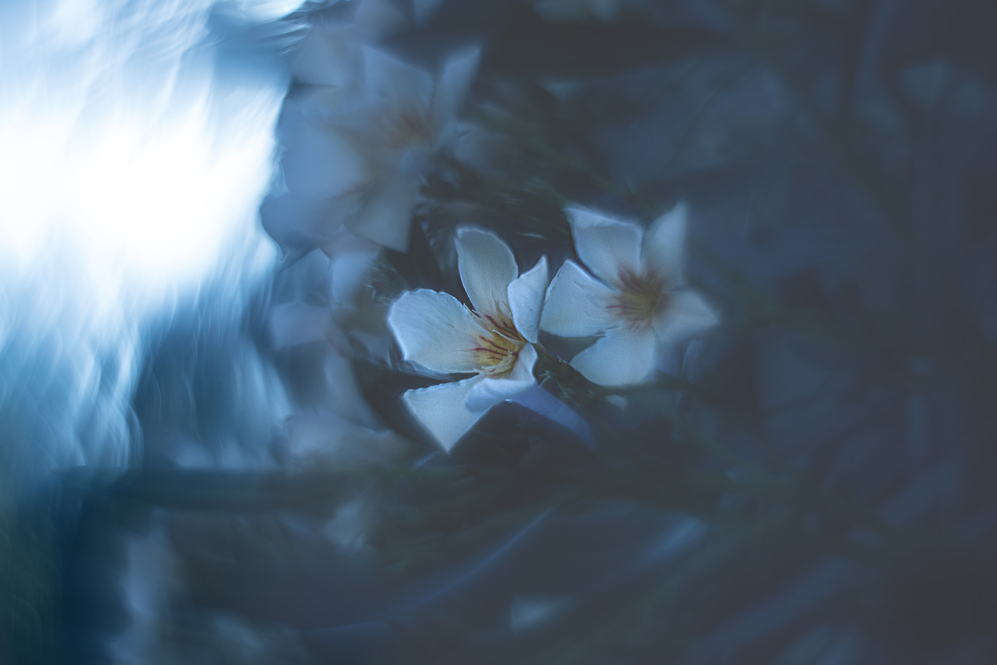 Canon EF 35-80mm f/4-5.6 sample photo. Under the sea photography