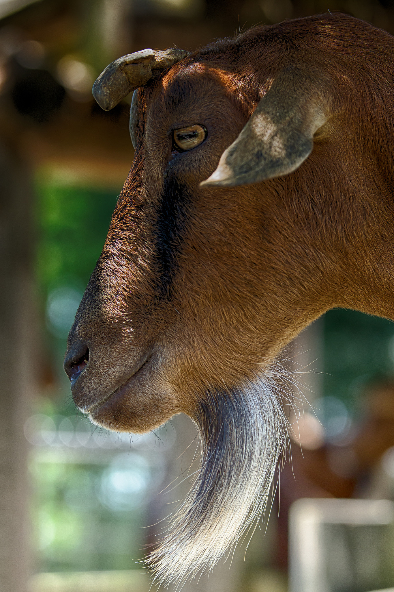 Pentax D FA* 70-200mm F2.8ED DC AW sample photo. ** photography