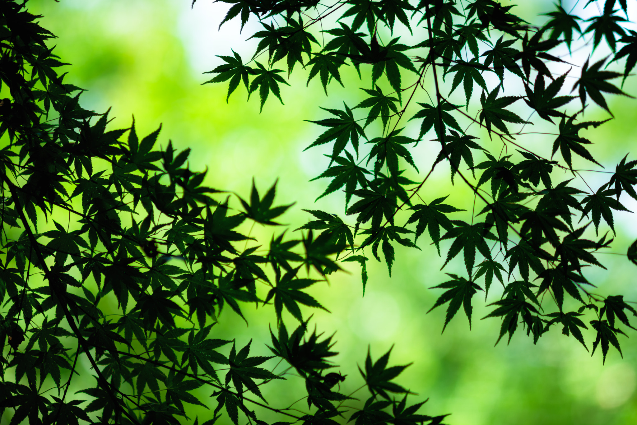 AF DC-Nikkor 135mm f/2D sample photo. Green photography