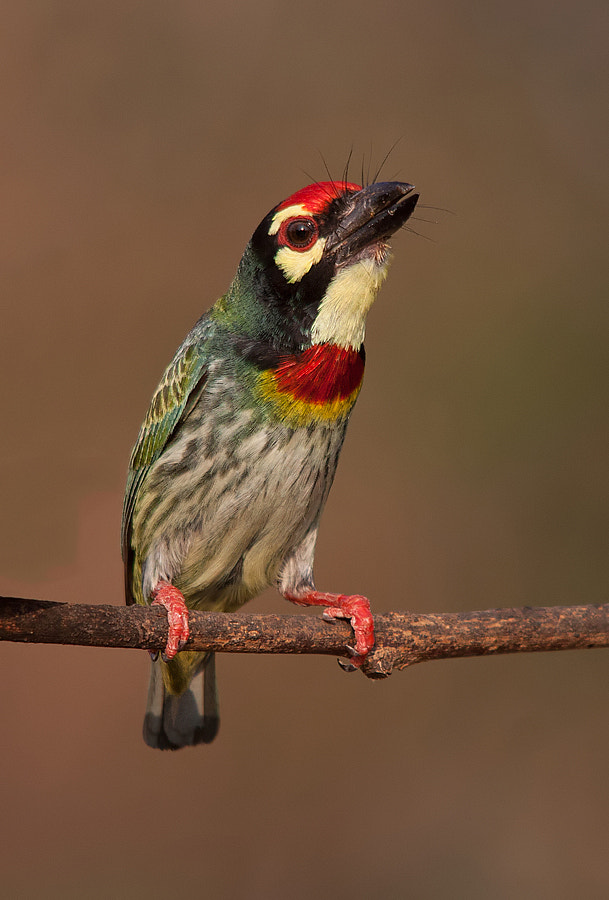 Sigma 150-500mm F5-6.3 DG OS HSM sample photo. Coppersmith barbet photography