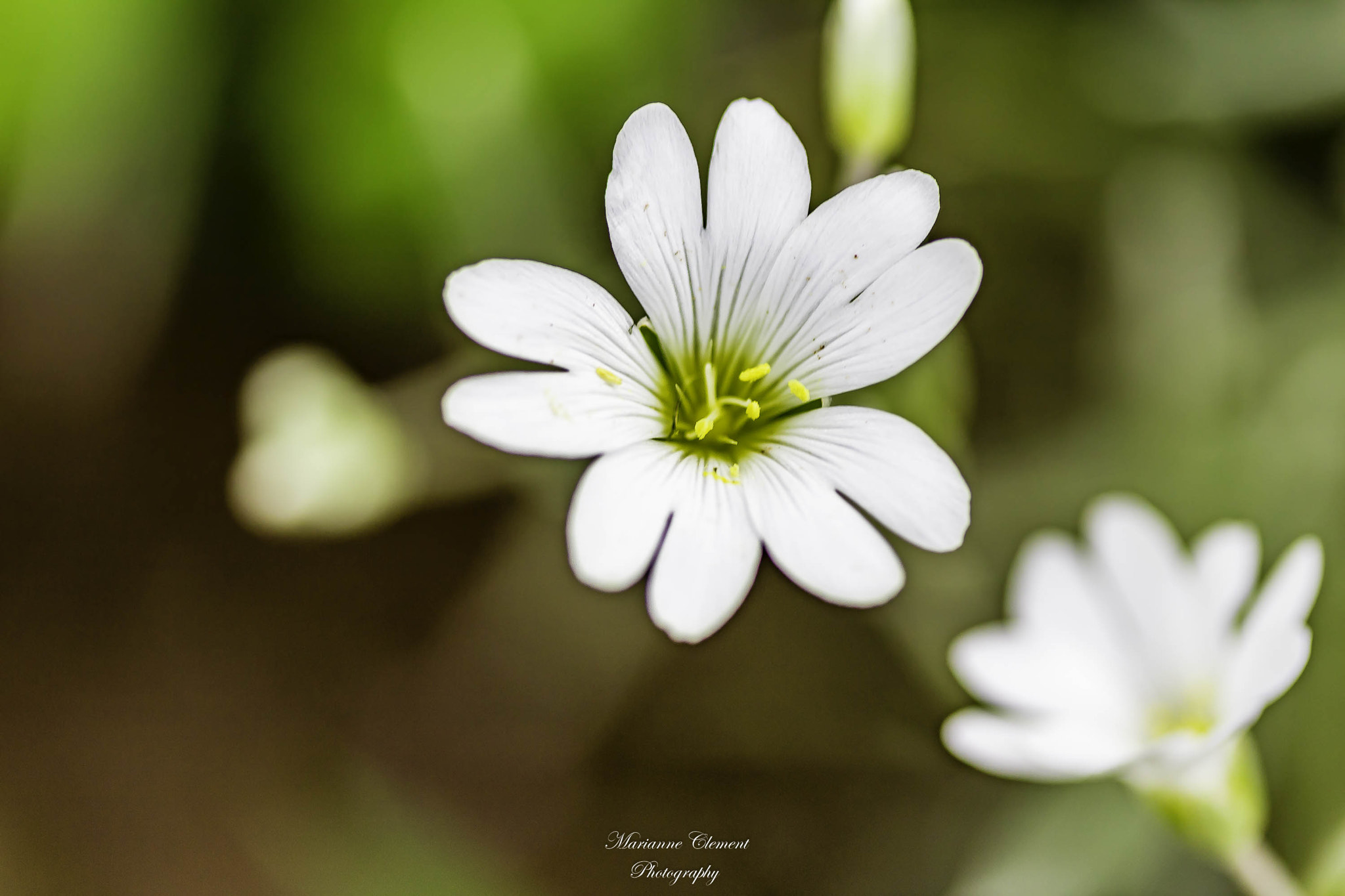 Canon EF-S 60mm F2.8 Macro USM sample photo. Lovely white flower photography