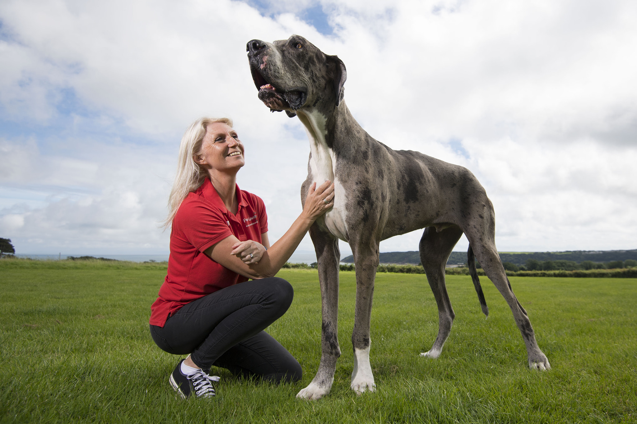 Nikon D5 sample photo. Giant great dane photography