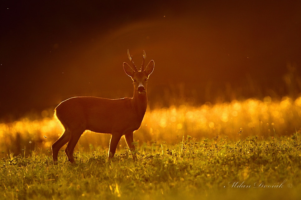 Canon EOS 7D Mark II + Canon EF 300mm F2.8L IS USM sample photo. In the evening in the backlit sun photography