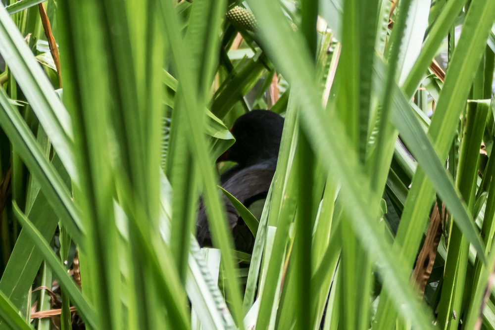 Canon EOS 7D Mark II + Canon EF 70-200mm F2.8L IS II USM sample photo. Nesting moorhen photography