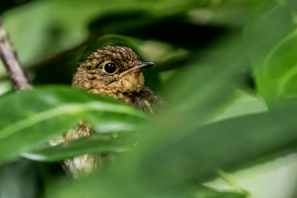 Canon EOS 7D Mark II + Canon EF 70-200mm F2.8L IS II USM sample photo. Young robin photography