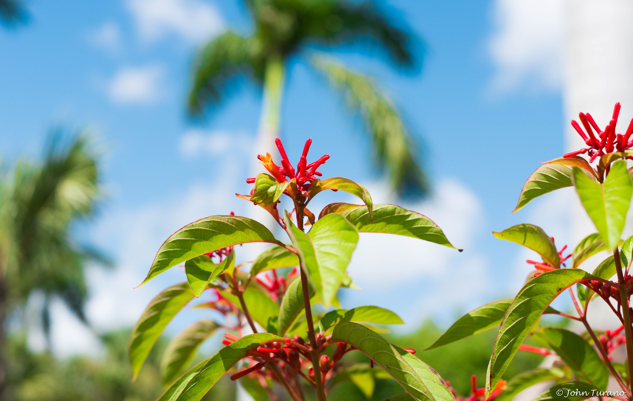 Samsung NX 30mm F2 Pancake sample photo. Firebush photography