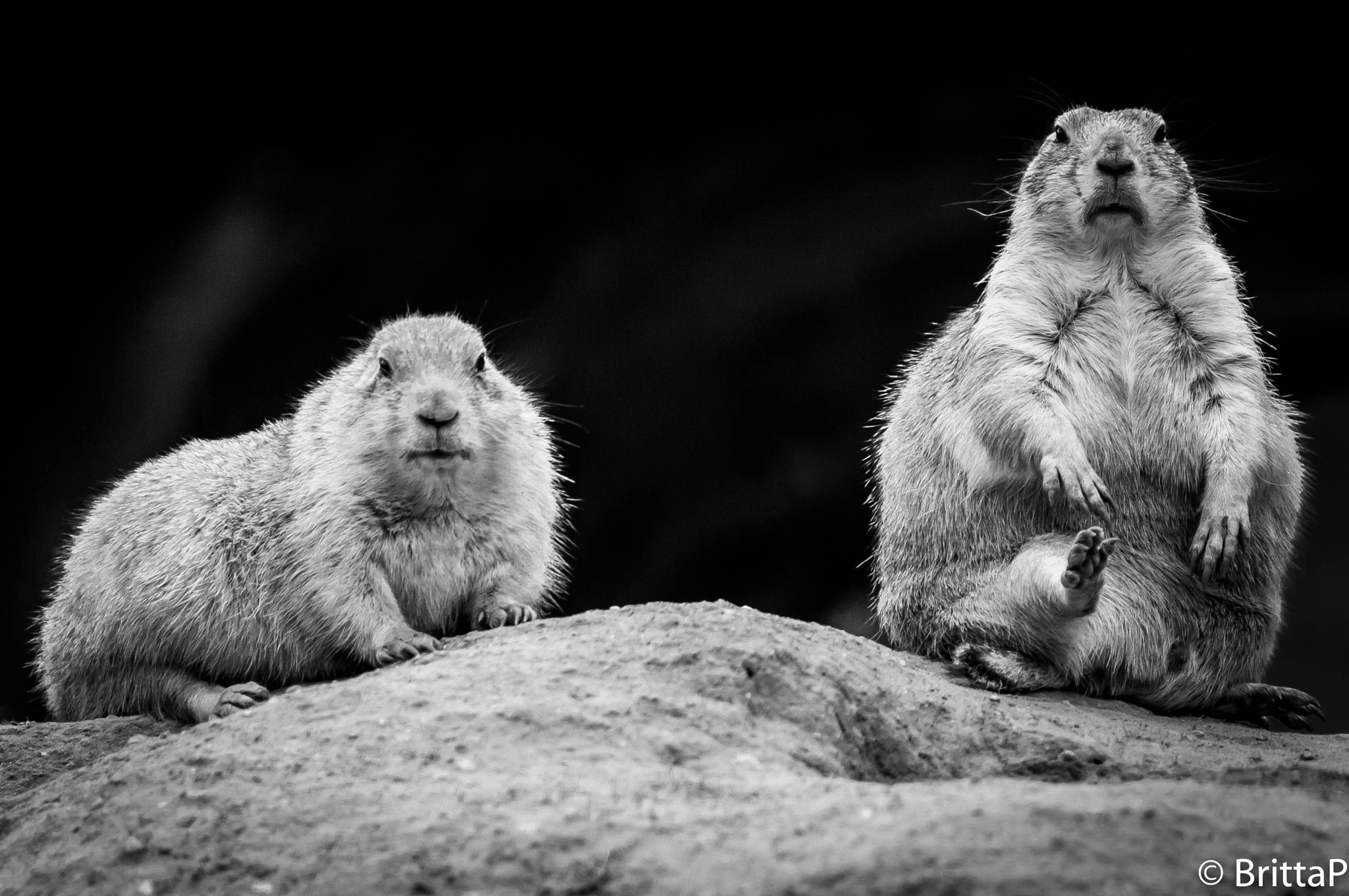 Nikon D300S sample photo. Prairie dogs photography