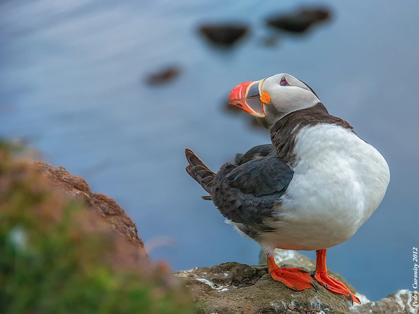 Olympus OM-D E-M5 sample photo. Puffin photography