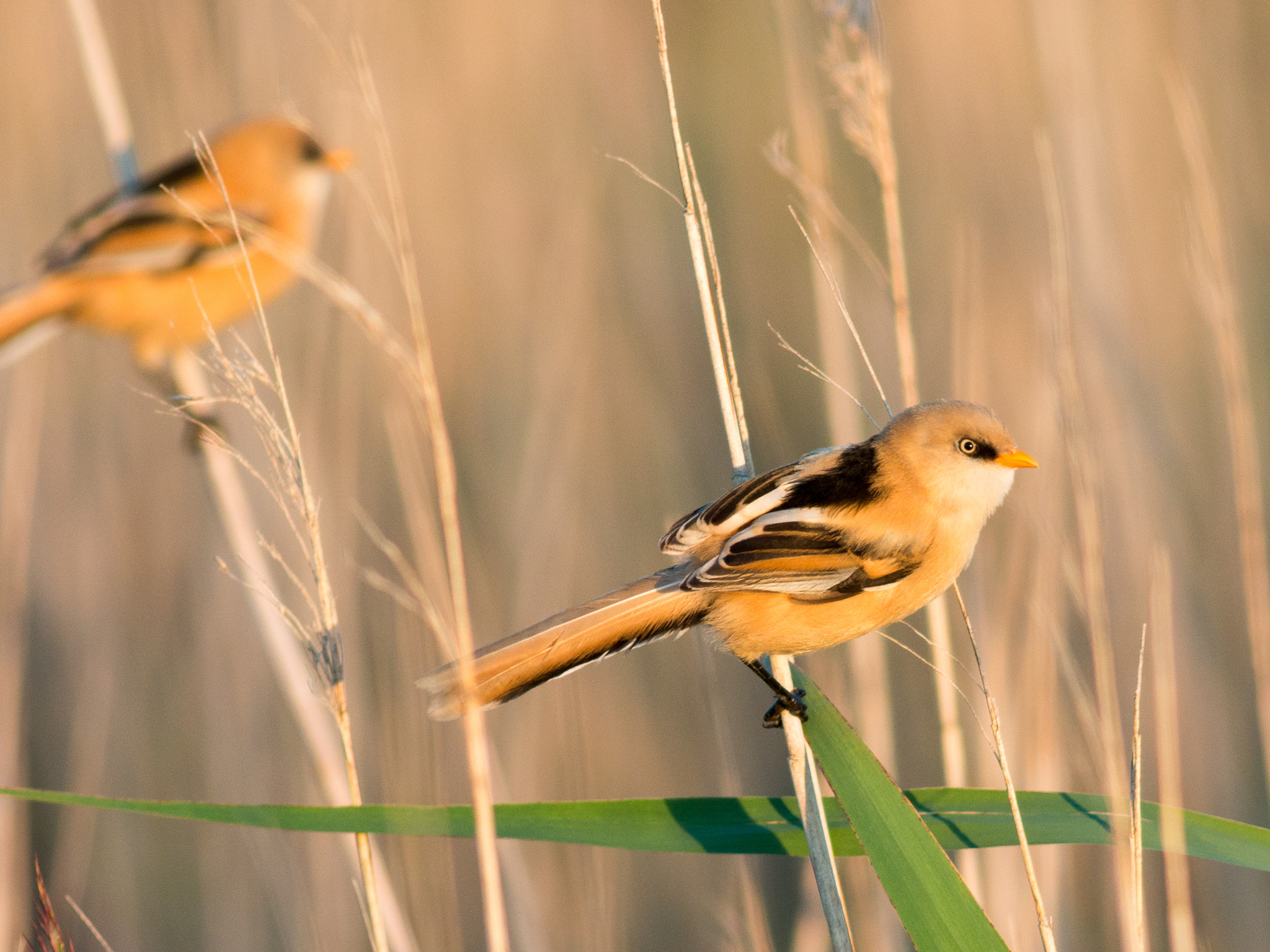 Metabones 400/5.6 sample photo. Bearded tits photography