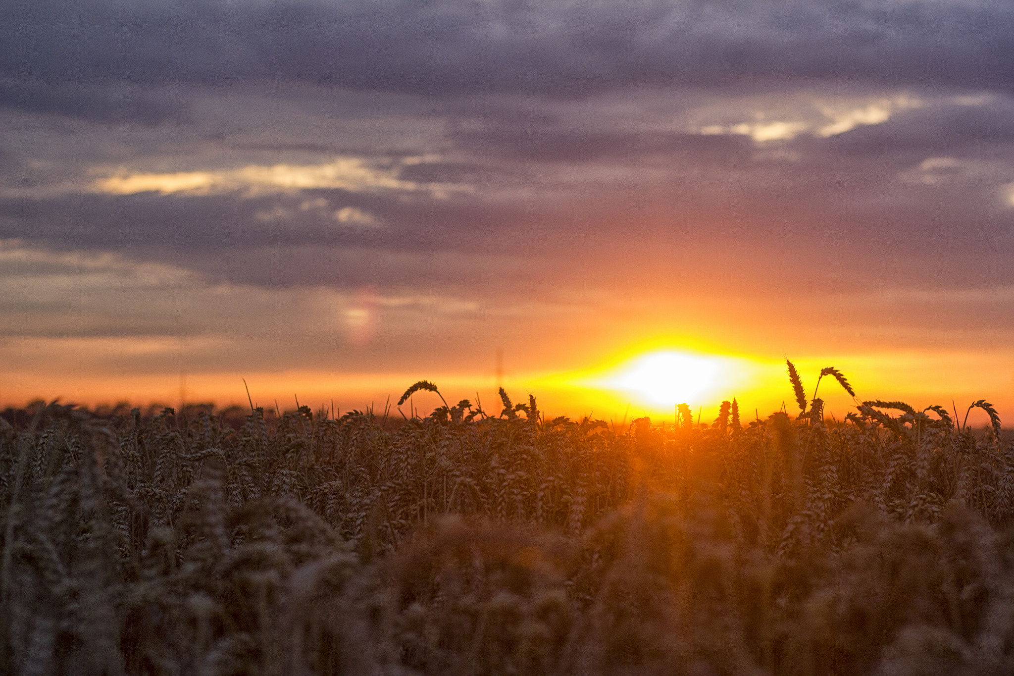 Canon EOS 550D (EOS Rebel T2i / EOS Kiss X4) + Canon EF 50mm F1.8 II sample photo. Sunset in harvesting season photography