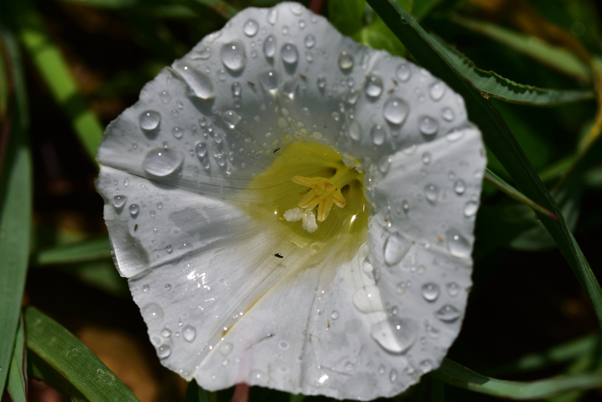 Nikon D5500 + Sigma 105mm F2.8 EX DG OS HSM sample photo. Raindrops on white flower photography