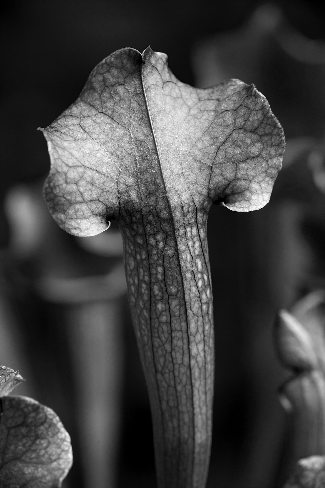 Nikon D600 sample photo. Sarracenia photography