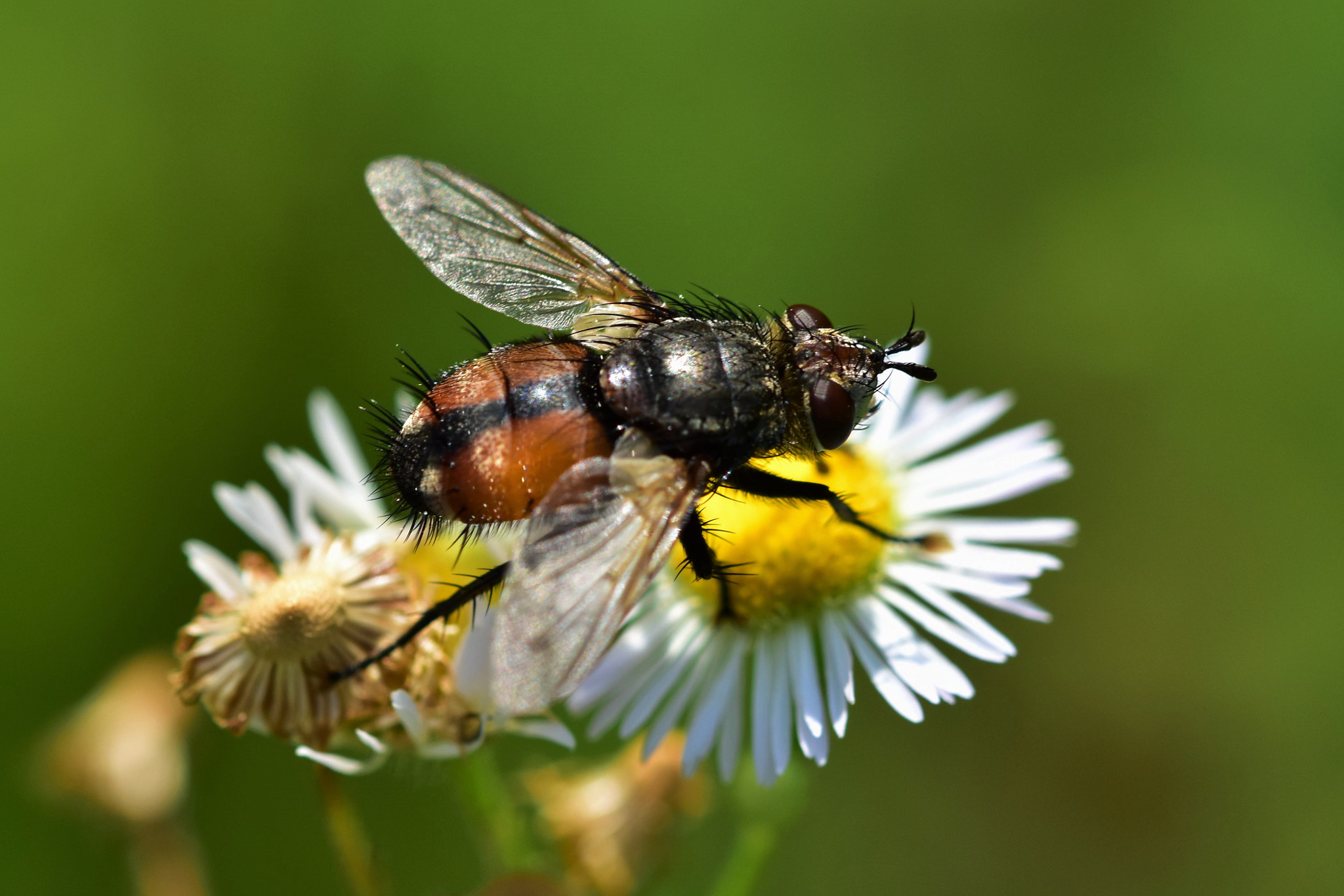 Sigma 105mm F2.8 EX DG OS HSM sample photo. Hairy insect on flower photography
