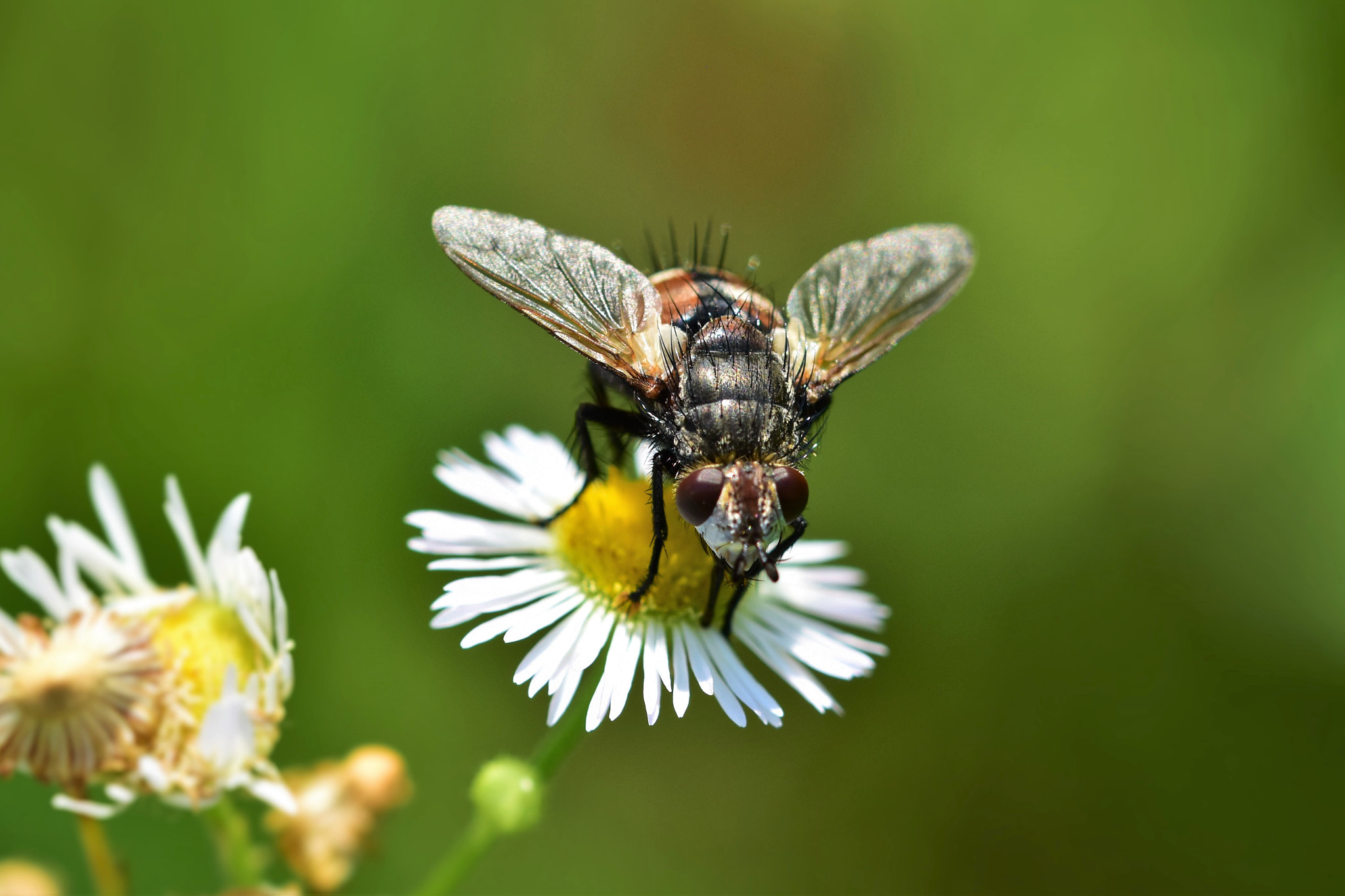 Sigma 105mm F2.8 EX DG OS HSM sample photo. Arriving in a flying saucer photography