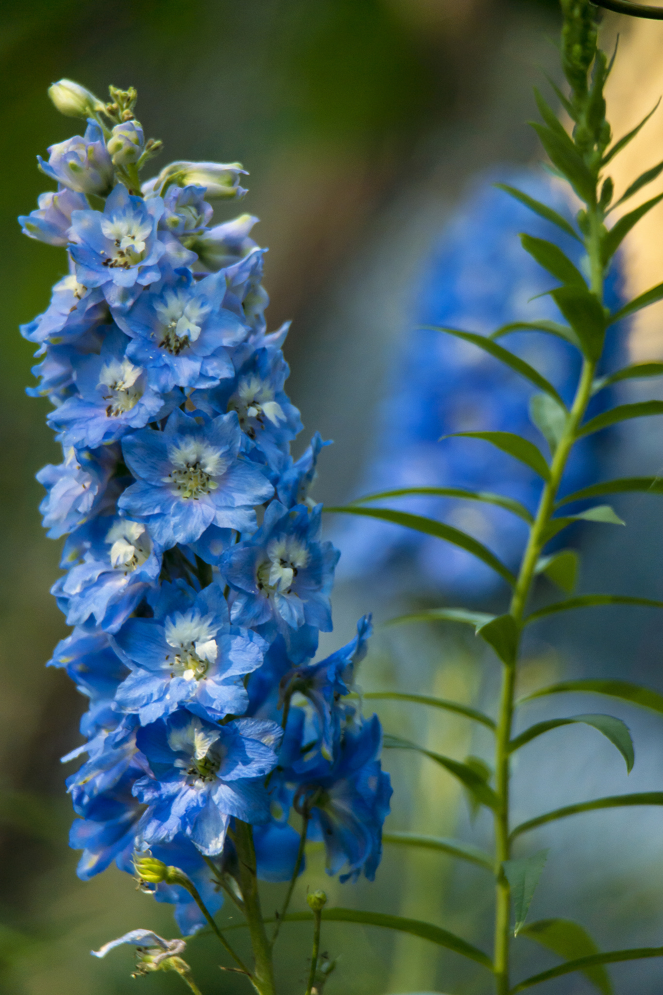 Samsung NX20 + Samsung NX 50-200mm F4-5.6 ED OIS sample photo. Delphinium photography