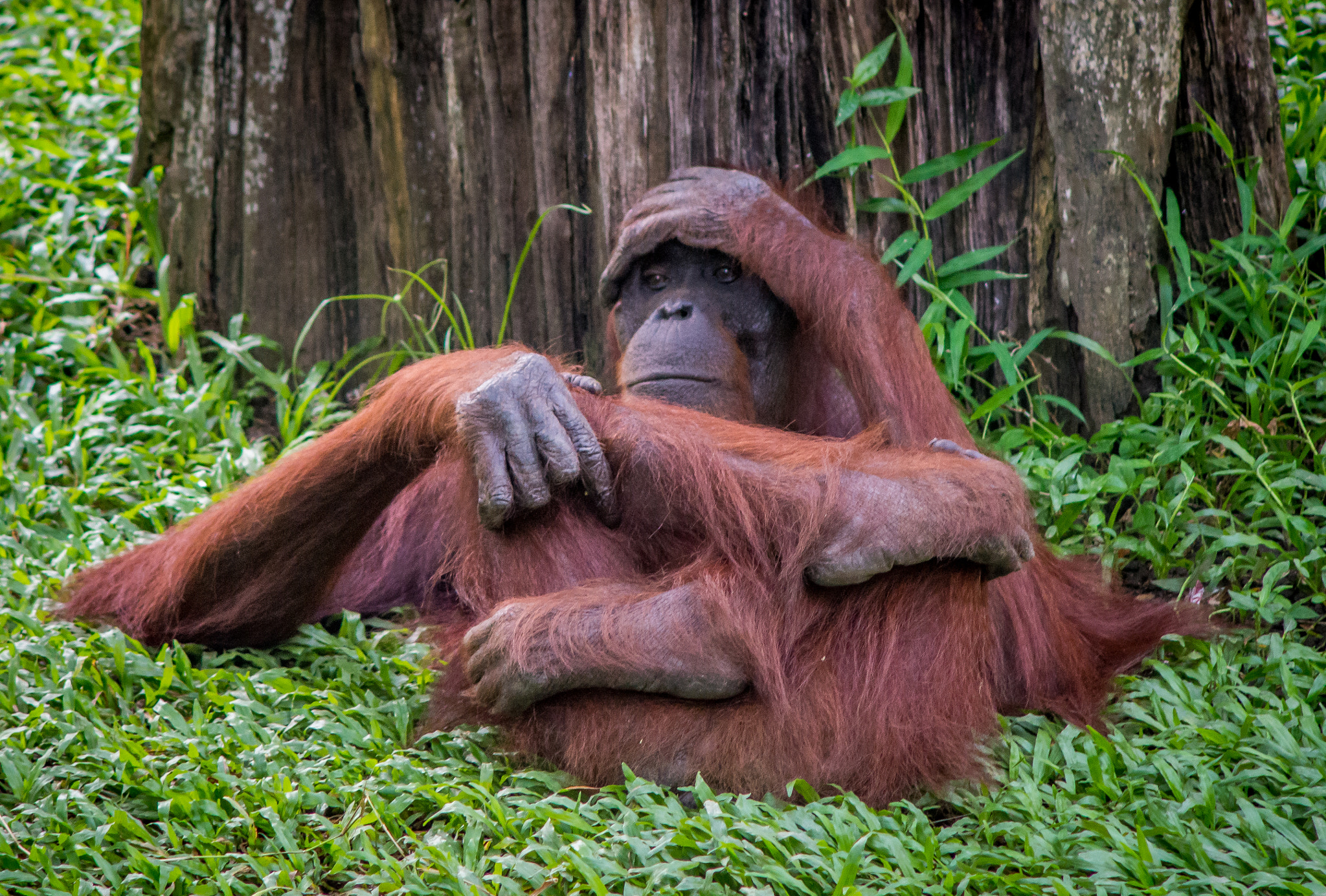 Nikon D610 + AF DC-Nikkor 135mm f/2D sample photo. Chilled-out orangutan photography