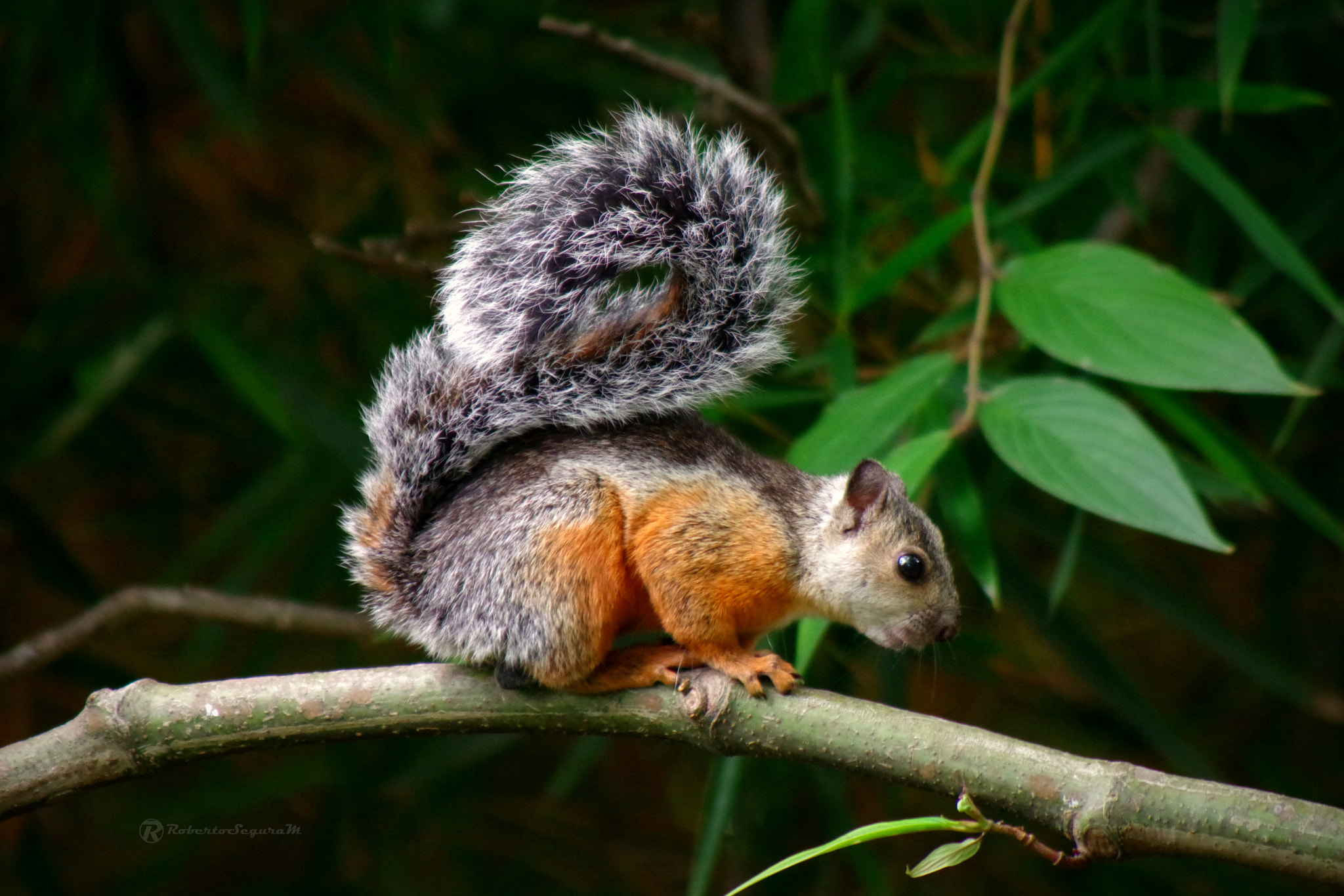 Pentax K-S2 sample photo. Tail photography