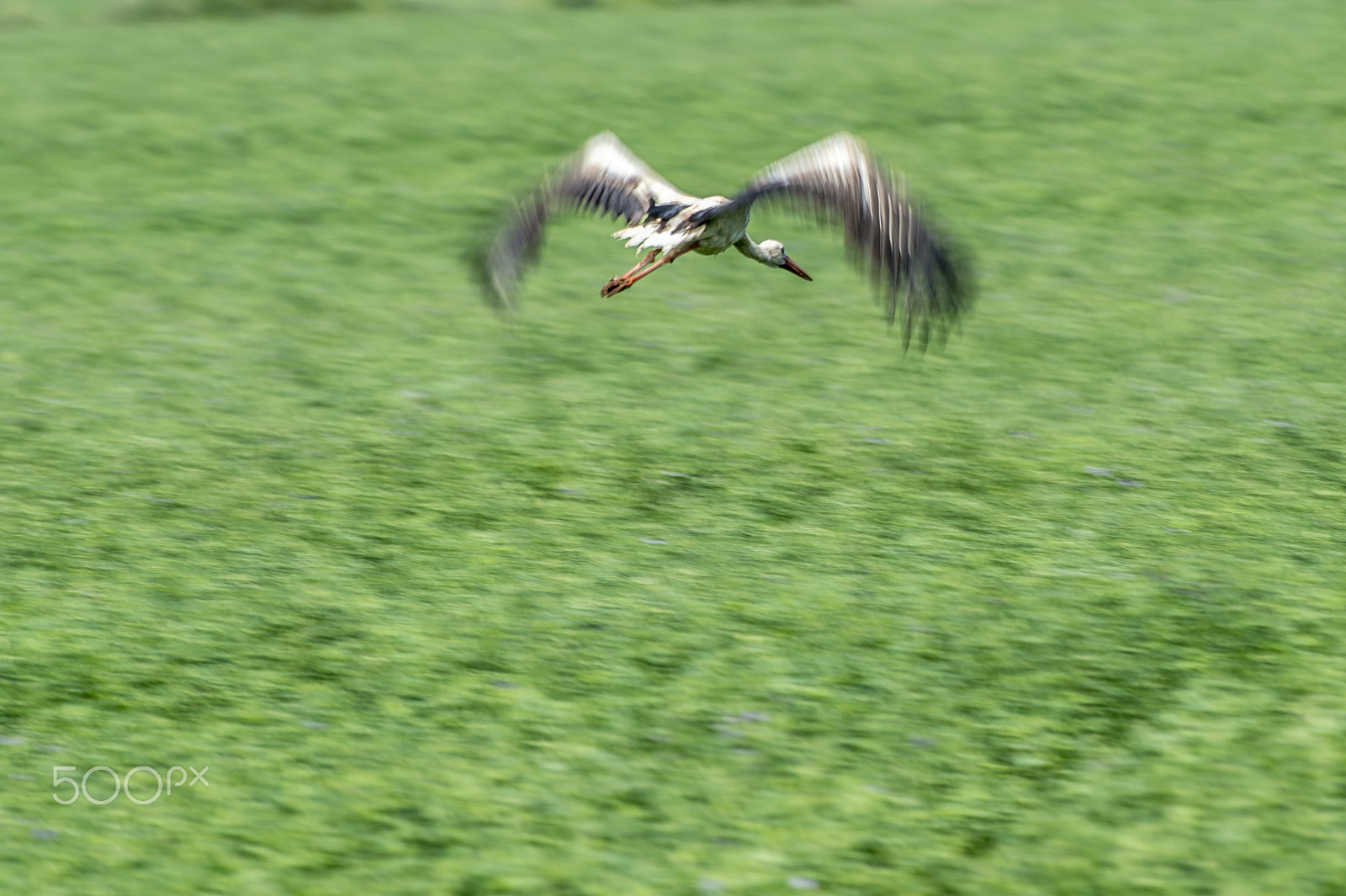 Nikon AF-S Nikkor 300mm F2.8G ED VR II sample photo. Panning migration photography