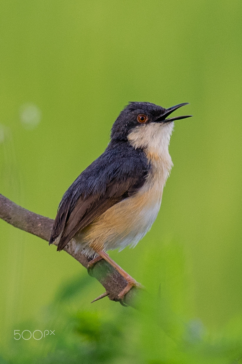 Nikon D3300 + Nikon AF-S Nikkor 300mm F4D ED-IF sample photo. Ashy prinia photography