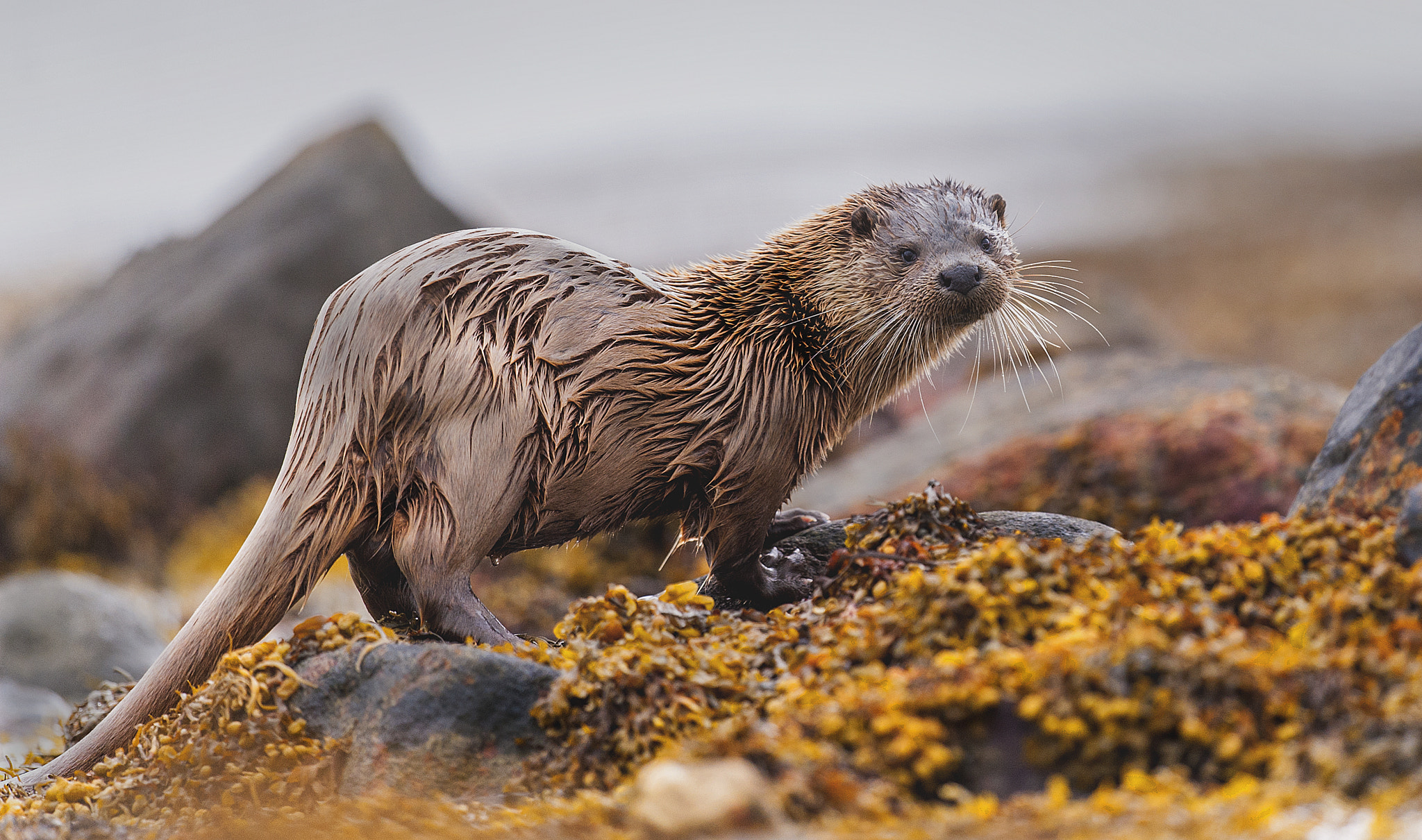 Nikon D700 + Nikon AF-S Nikkor 500mm F4G ED VR sample photo. Otter photography