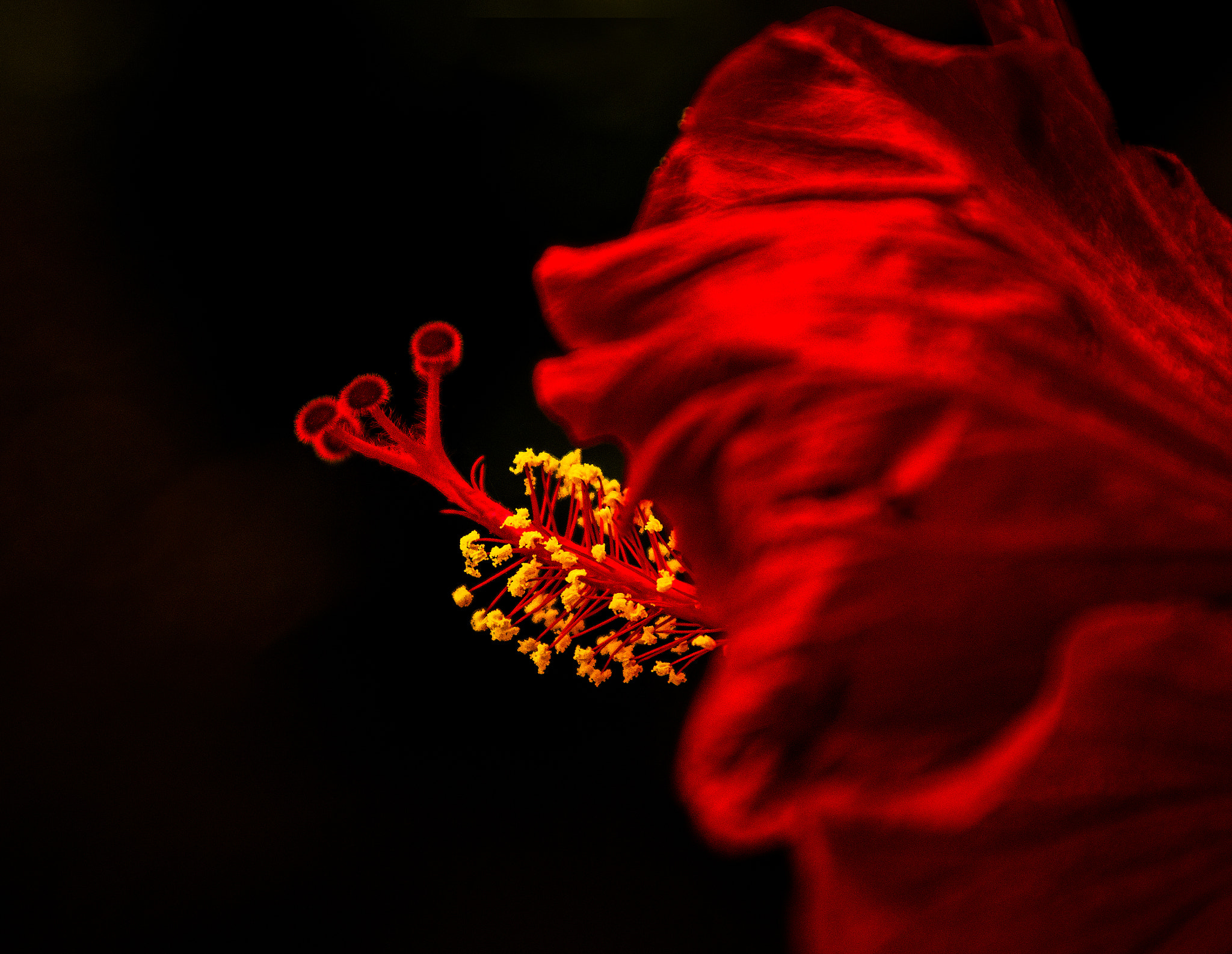 Canon EOS 650D (EOS Rebel T4i / EOS Kiss X6i) sample photo. Hawaiian hibiscus photography