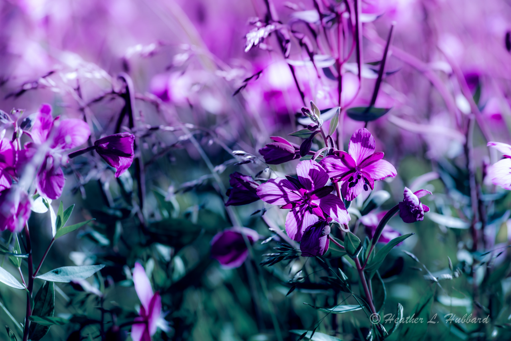 Sigma 70-300mm F4-5.6 APO DG Macro sample photo. Magenta photography