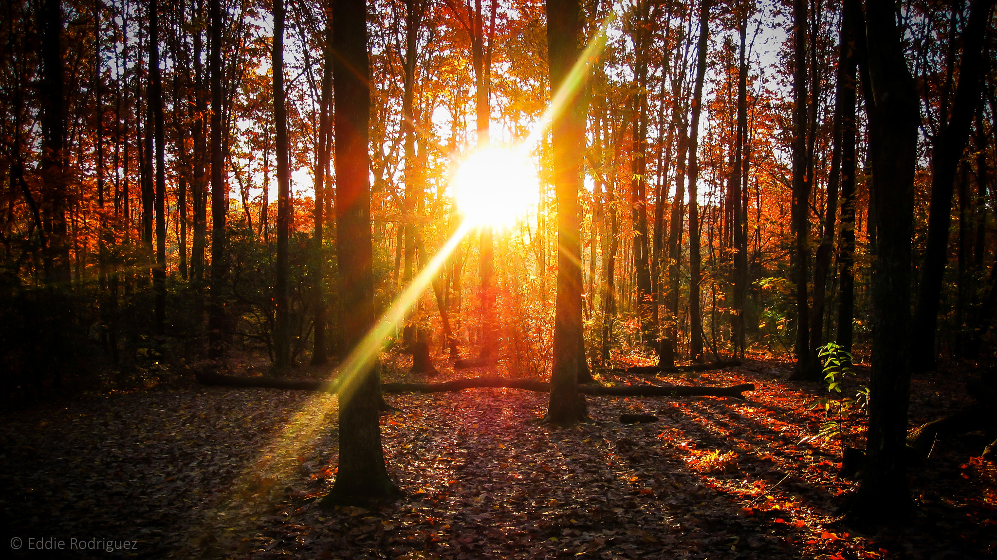Canon PowerShot SD780 IS (Digital IXUS 100 IS / IXY Digital 210 IS) sample photo. Sunset in the woods photography