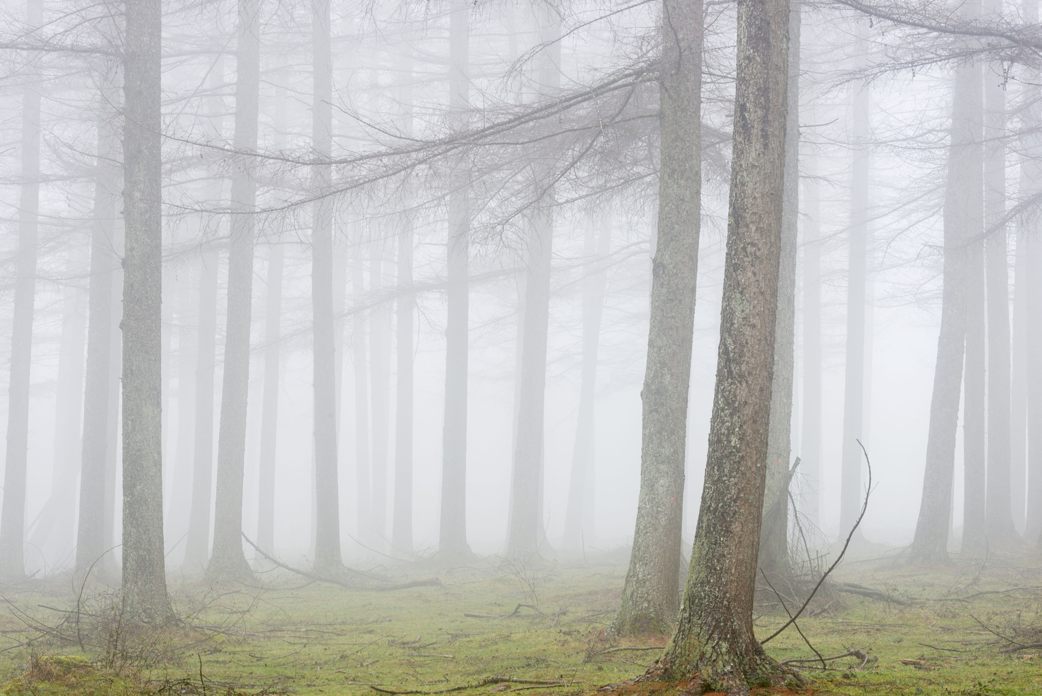 Sigma 150mm F2.8 EX DG OS Macro HSM sample photo. Bosque de alerces photography