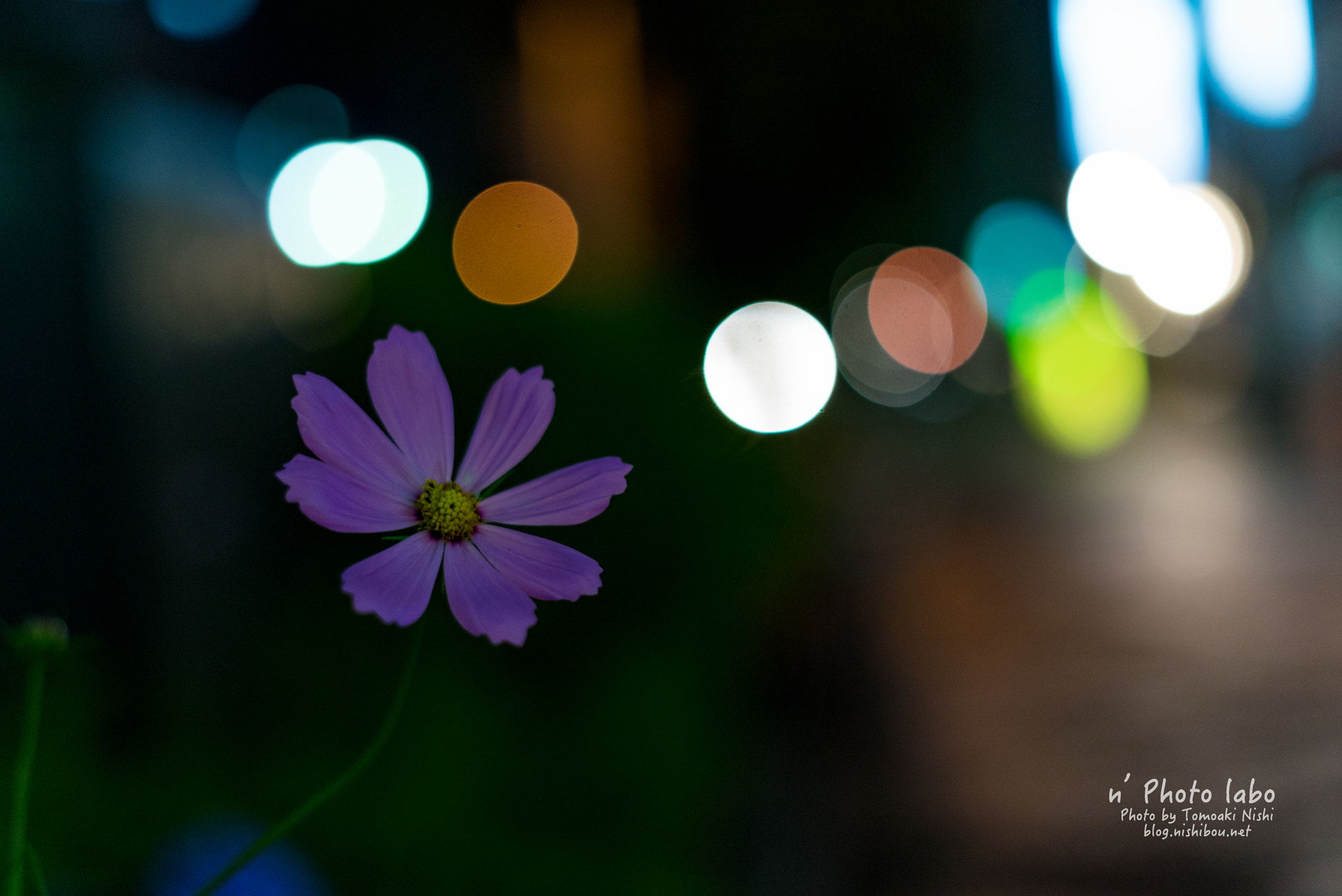 E 50mm F2 sample photo. 一輪 photography