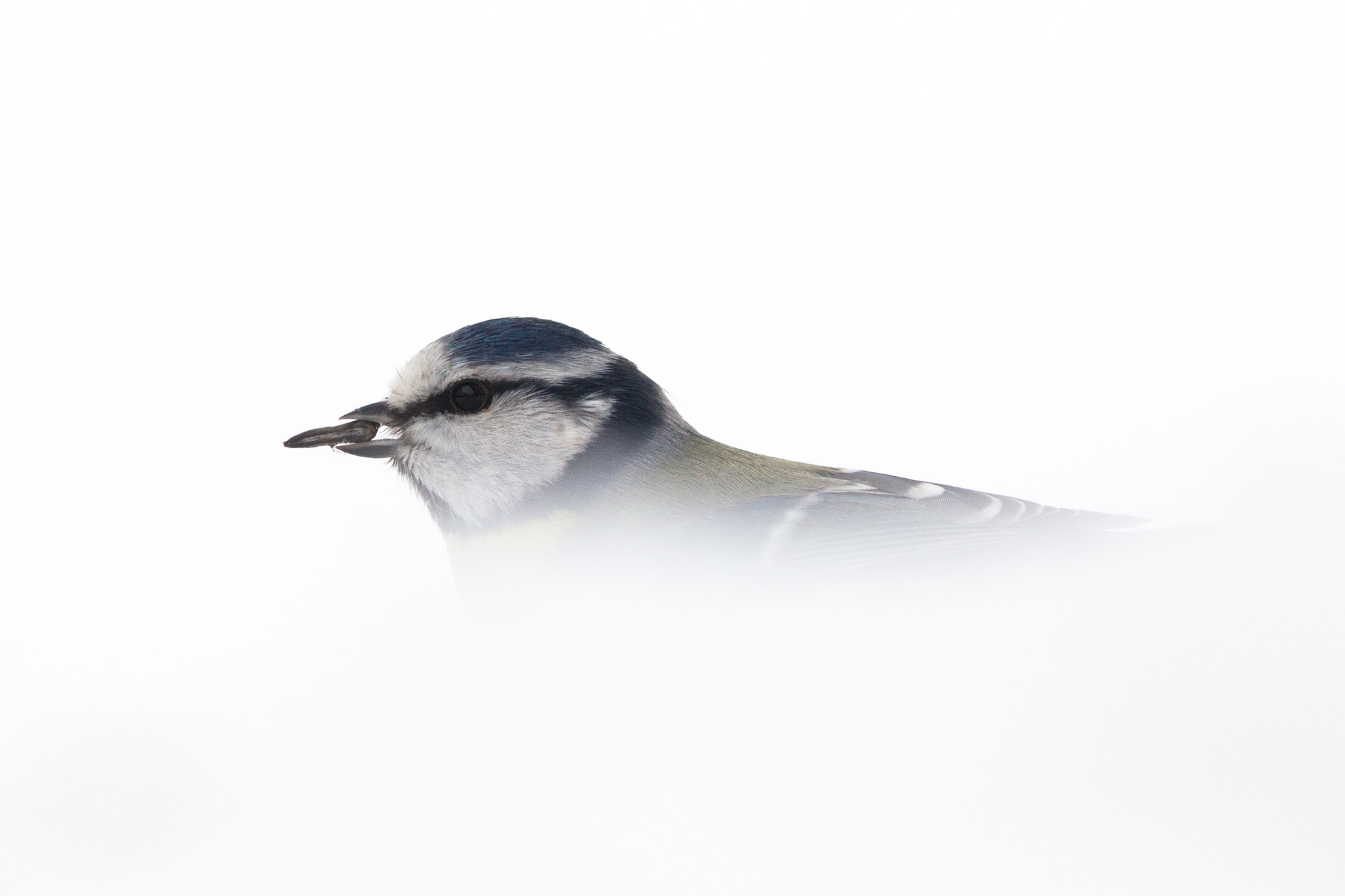 Canon EF 400mm F5.6L USM sample photo. Cyanistes caeruleus photography