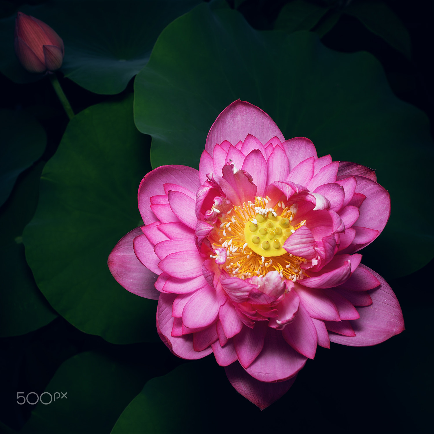 Sony Alpha a99 sample photo. Flame photography