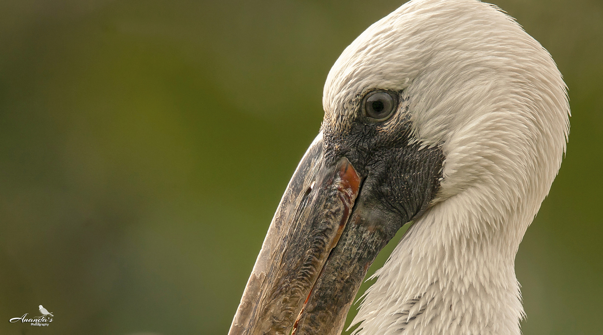 Tamron SP 150-600mm F5-6.3 Di VC USD sample photo. Asian openbill portrait photography