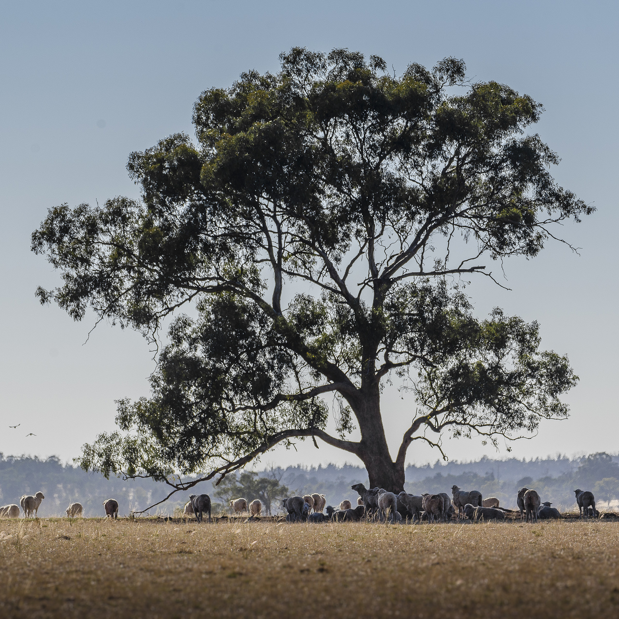 Nikon D600 sample photo. Sheep in shade photography
