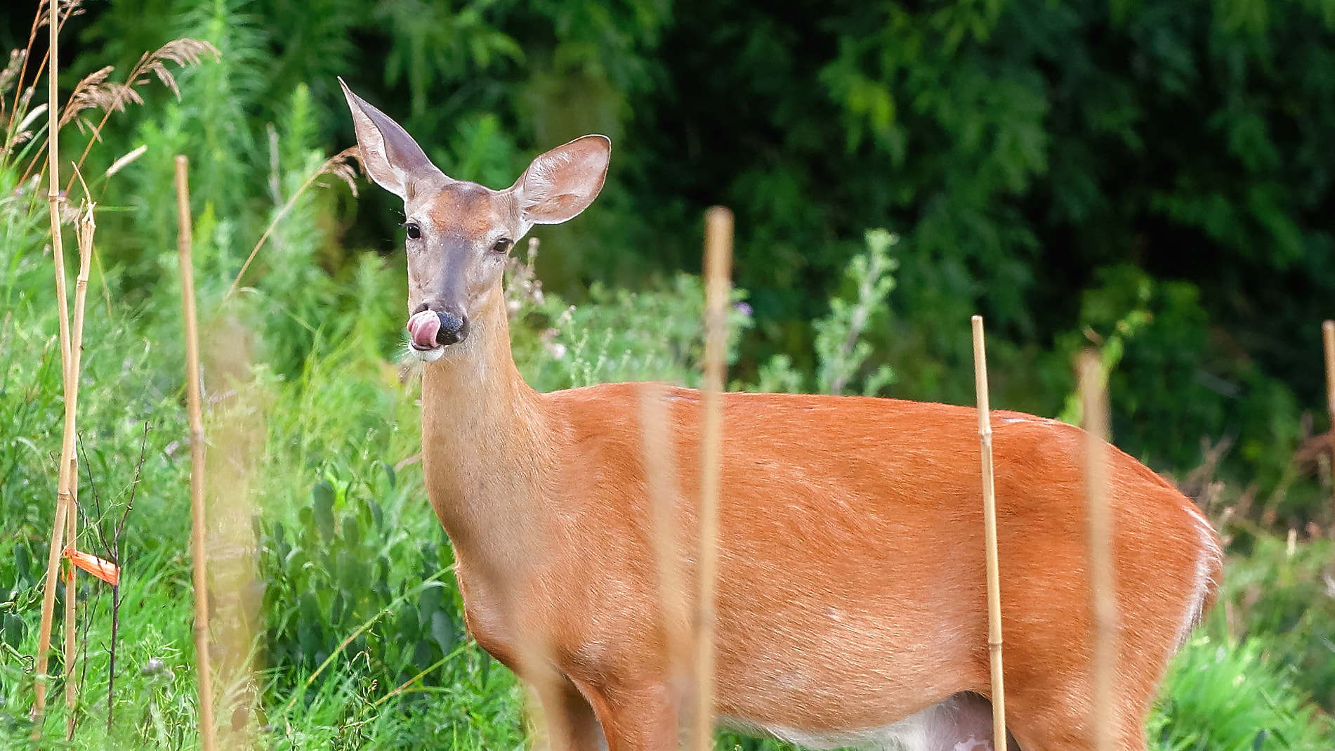 Canon 70.0-200.0 mm sample photo. Tongue in cheek photography