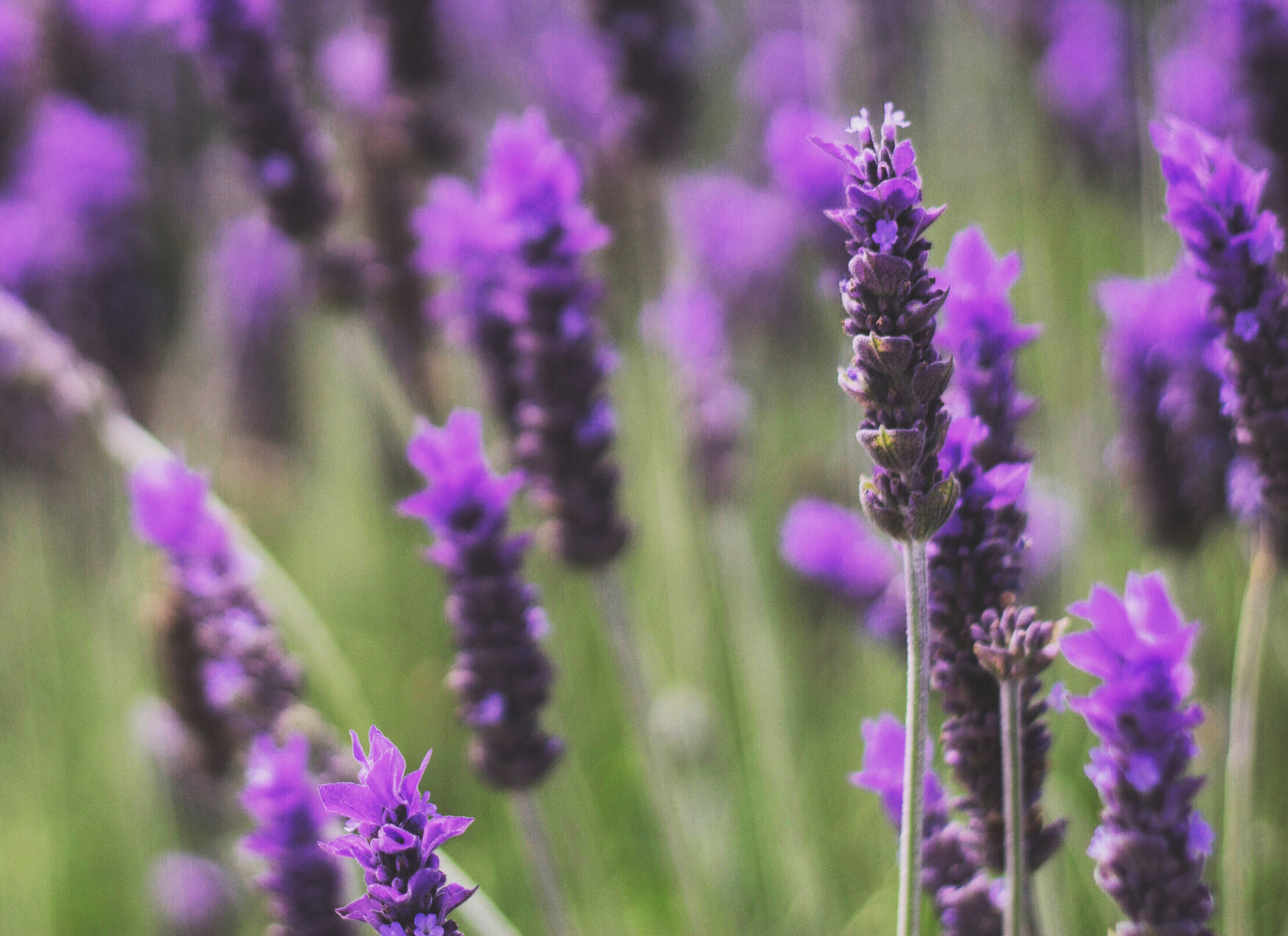 Canon EOS 1200D (EOS Rebel T5 / EOS Kiss X70 / EOS Hi) + Canon EF 50mm F1.8 II sample photo. Nature's simplicity. photography