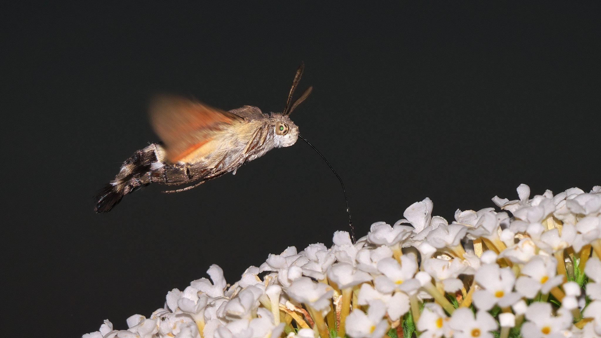 Panasonic Lumix DMC-GX8 + LEICA DG 100-400/F4.0-6.3 sample photo. Hummingbird hawk-moth feeding on nectar photography