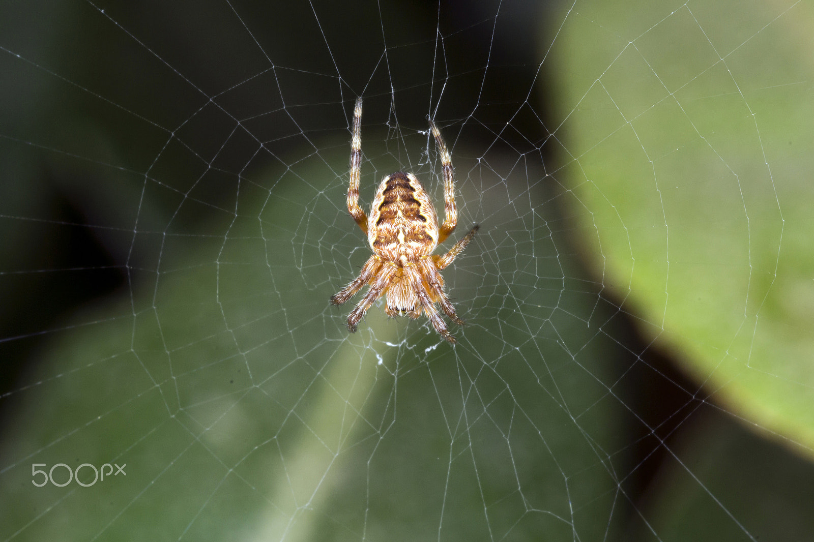 Nikon D3100 + AF Micro-Nikkor 60mm f/2.8 sample photo. Little spider in his web photography