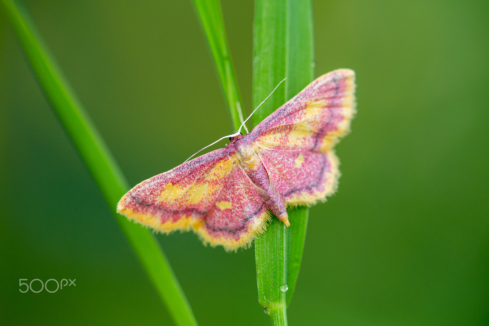 Canon EF 180mm F3.5L Macro USM sample photo. Red & yellow moth (purple-bordered gold) photography