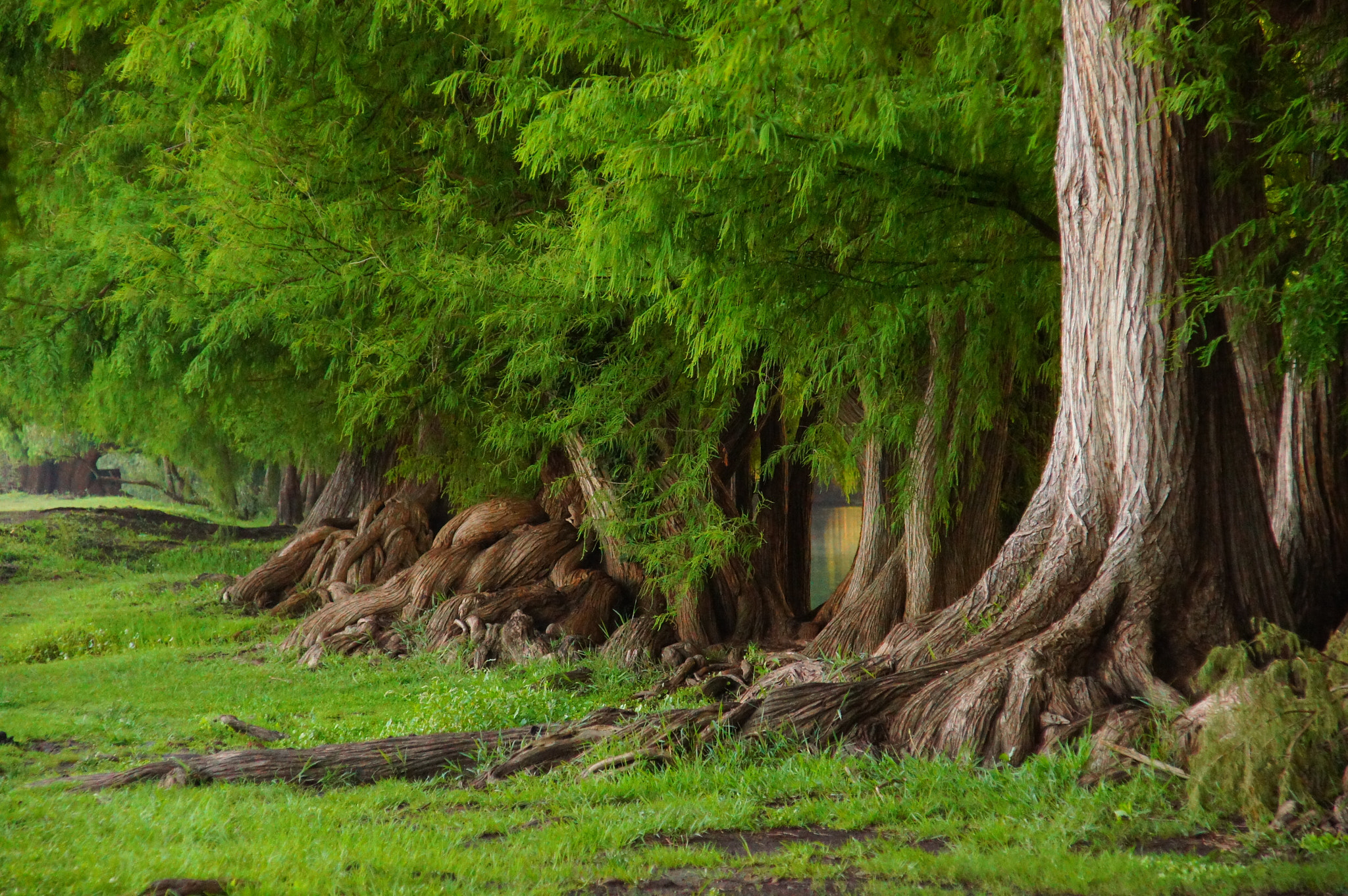 Sony DT 16-105mm F3.5-5.6 sample photo. Vert photography