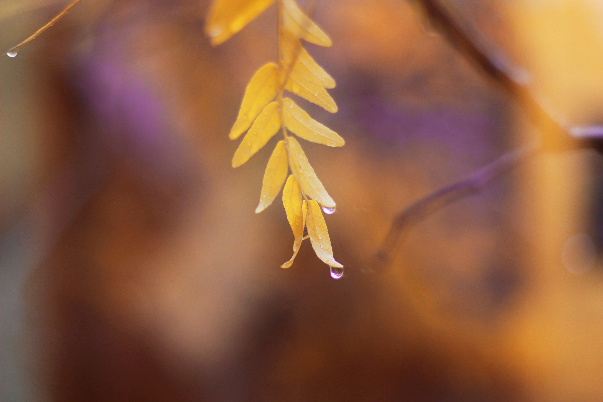 Canon EOS 700D (EOS Rebel T5i / EOS Kiss X7i) + Canon EF 50mm F1.8 II sample photo. Yellow drops photography