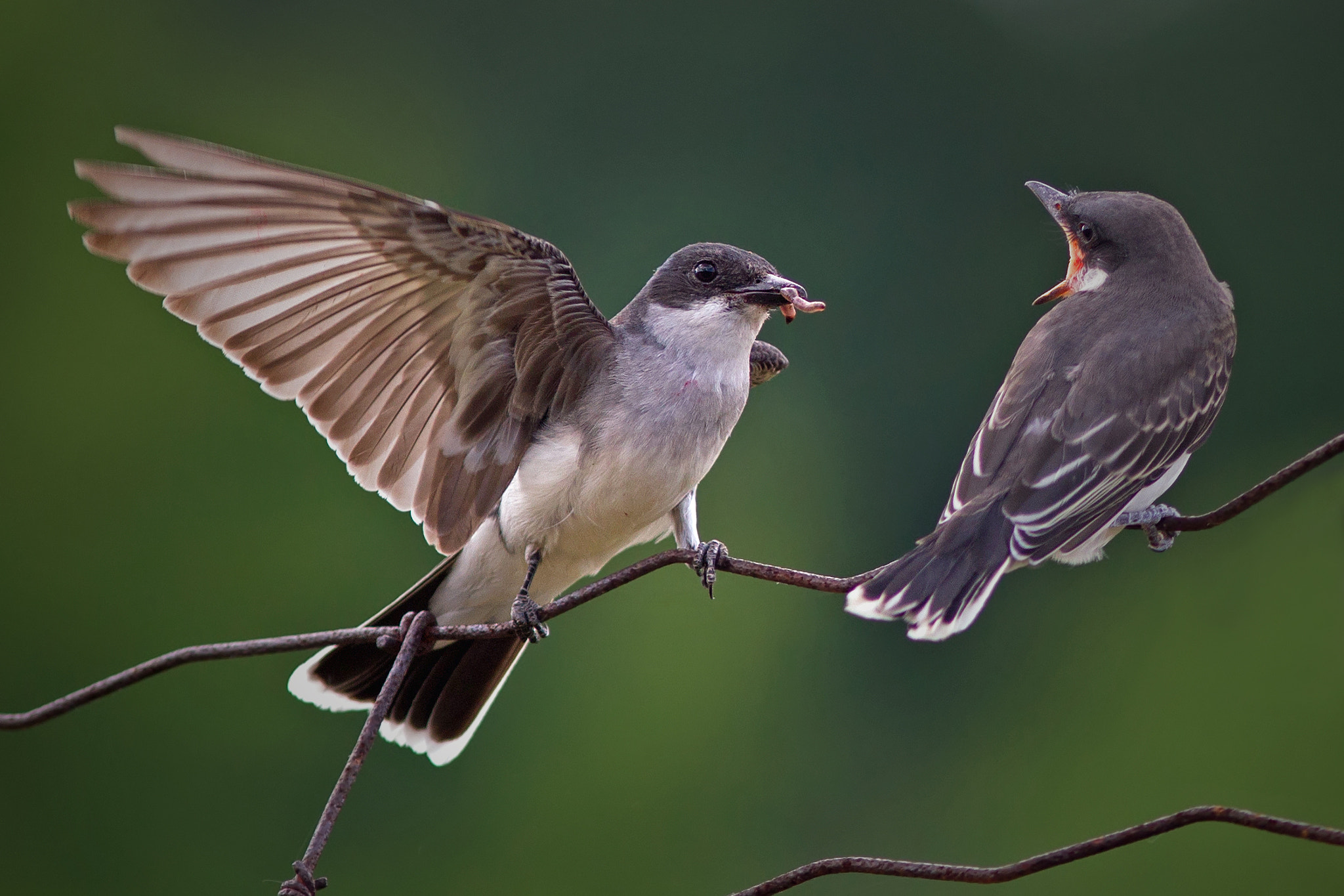 Canon EF 300mm F4L IS USM sample photo. Eastern kingbird 5067 photography