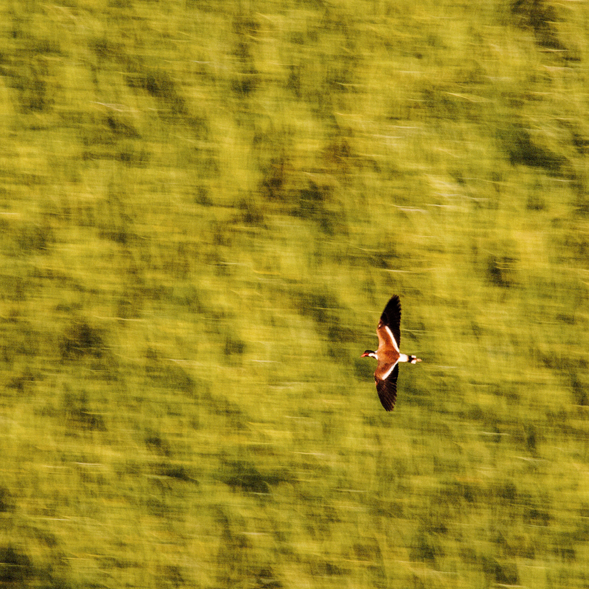 Nikon D300S sample photo. The flight photography