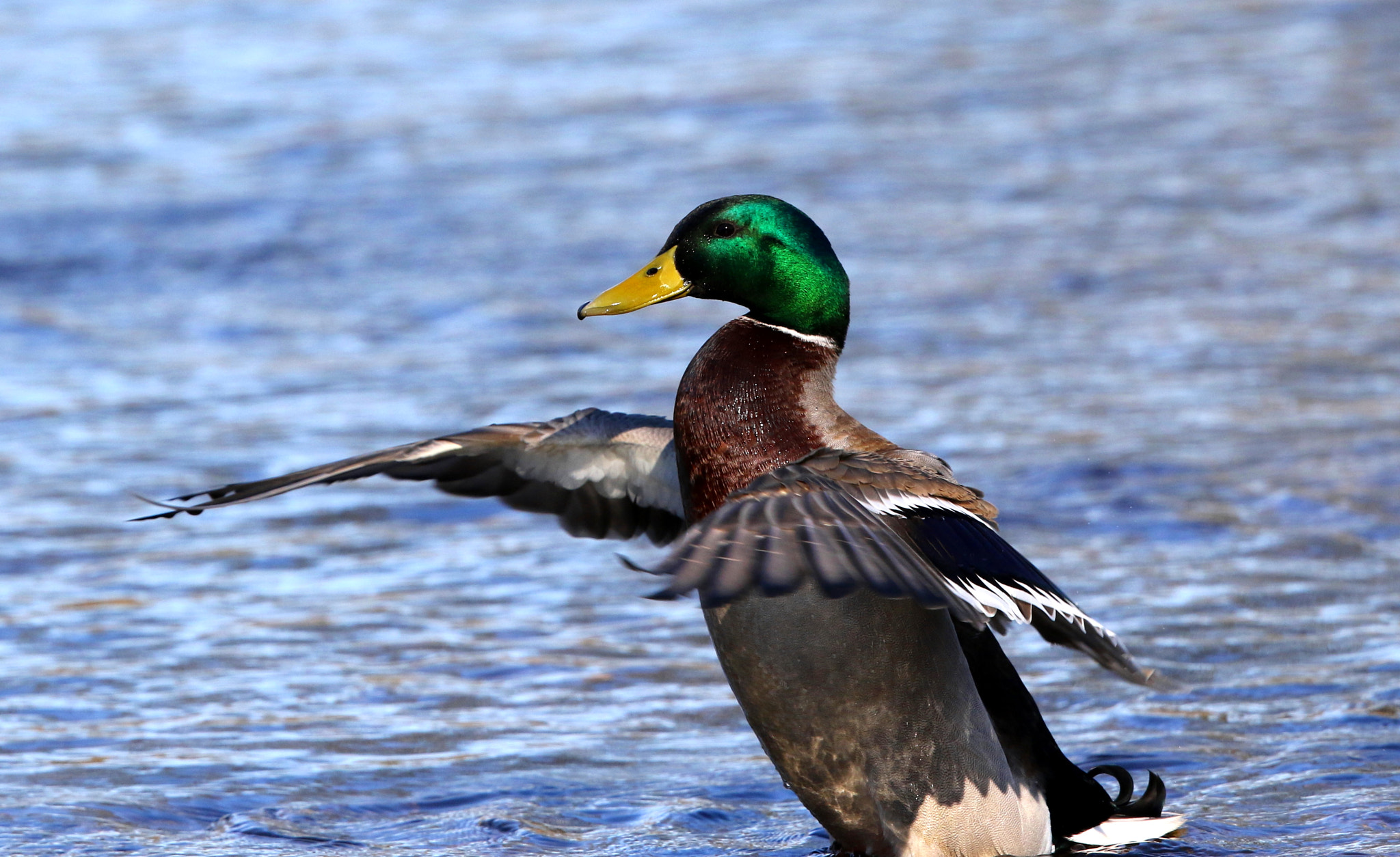 Canon EF 500mm F4L IS II USM sample photo. Mallard photography