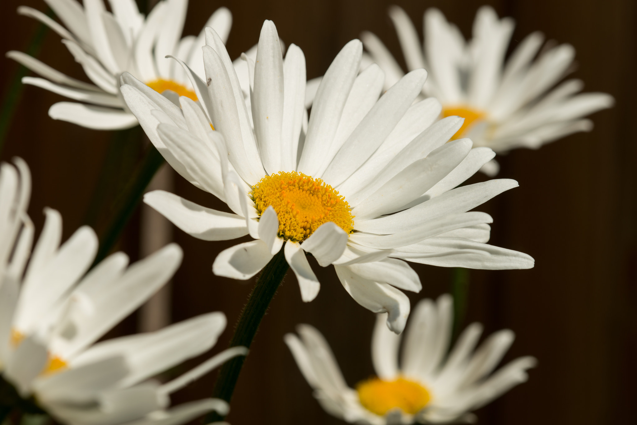Nikon D800E + Nikon AF Micro-Nikkor 200mm F4D ED-IF sample photo. Just some daisies photography